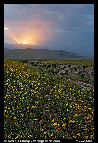 Carpet of Desert Gold and Owlshead Mountains near Ashford Mill, sunset. Death Valley National Park (color)