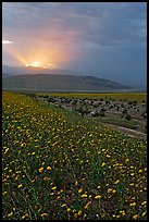 Carpet of Desert Gold and Owlshead Mountains near Ashford Mill, sunset. Death Valley National Park, California, USA. (color)