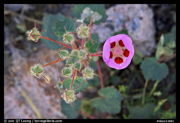 Rare Desert Five Spot. Death Valley National Park, California, USA.