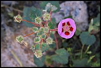 Rare Desert Five Spot. Death Valley National Park, California, USA. (color)