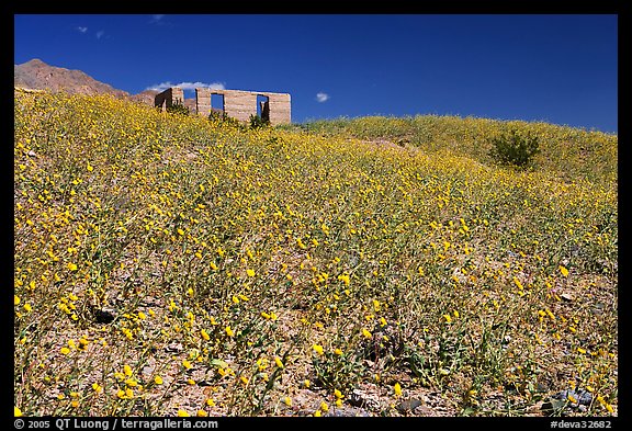 Hills covered with Desert Gold and Ashford Mill. Death Valley National Park, California, USA.