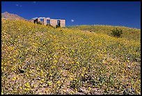 Hills covered with Desert Gold and Ashford Mill. Death Valley National Park ( color)