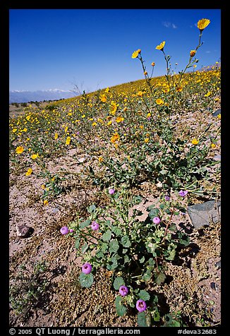 Desert Five Spot and Desert Gold near Ashford Mill. Death Valley National Park, California, USA.