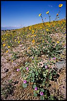 Desert Five Spot and Desert Gold near Ashford Mill. Death Valley National Park ( color)