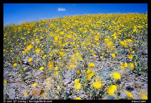 Desert Gold blured by wind gusts near Ashford Mill. Death Valley National Park, California, USA.