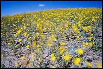 Desert Gold blured by wind gusts near Ashford Mill. Death Valley National Park, California, USA.