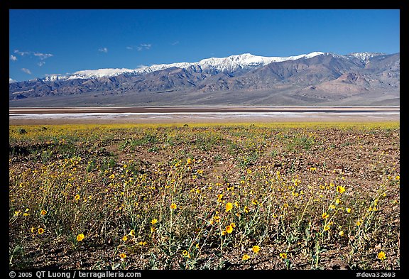 Desert Gold and snowy Panamint Range, morning. Death Valley National Park, California, USA.