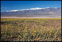 Desert Gold and snowy Panamint Range, morning. Death Valley National Park, California, USA. (color)