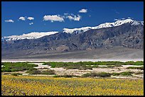 Yellow blooms, creek, and Panamint Range, morning. Death Valley National Park ( color)