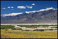 Yellow blooms, creek, and Panamint Range, morning. Death Valley National Park, California, USA.