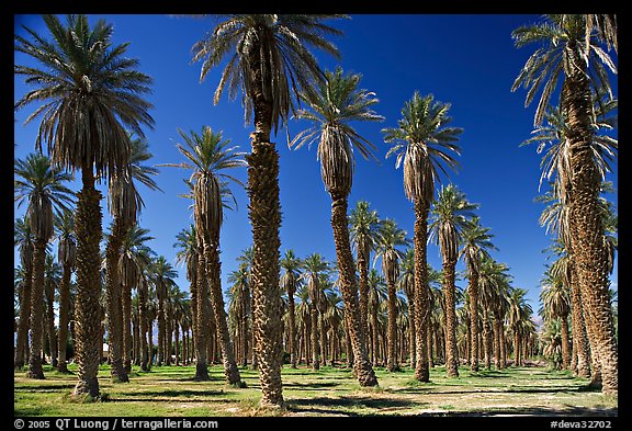 Palm trees in Furnace Creek Oasis. Death Valley National Park, California, USA.