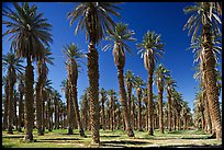 Palm trees in Furnace Creek Oasis. Death Valley National Park, California, USA. (color)