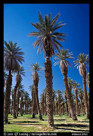 Date Palms in Furnace Creek Oasis. Death Valley National Park, California, USA.