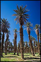 Date Palms in Furnace Creek Oasis. Death Valley National Park, California, USA. (color)