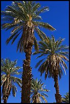 Date palm trees in Furnace Creek Oasis. Death Valley National Park, California, USA. (color)