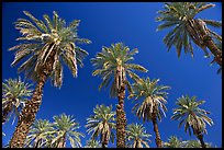 Date trees in Furnace Creek Oasis. Death Valley National Park, California, USA. (color)