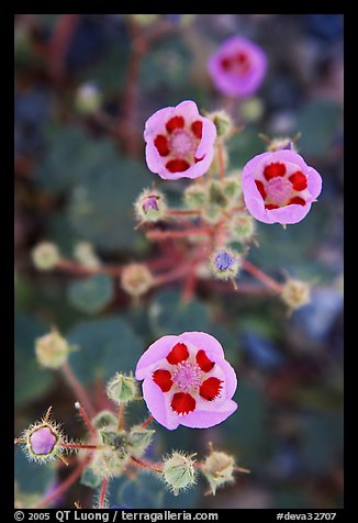 Close-up of Desert Five Spot flowers. Death Valley National Park, California, USA.