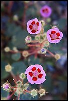 Close-up of Desert Five Spot flowers. Death Valley National Park, California, USA. (color)