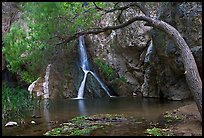 Desert Oasis with Darwin Falls. Death Valley National Park, California, USA. (color)