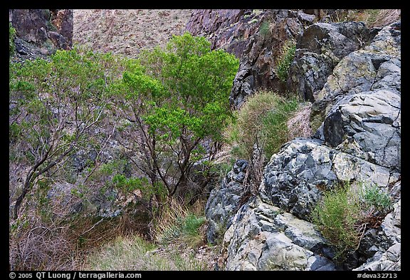 Cottonwoods in Darwin canyon. Death Valley National Park, California, USA.