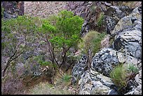 Cottonwoods in Darwin canyon. Death Valley National Park ( color)