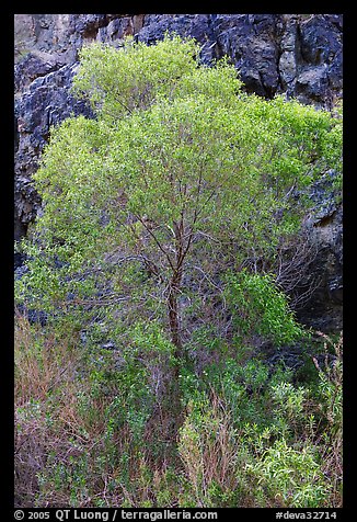 Cottonwood in spring and canyon walls. Death Valley National Park (color)