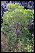 Cottonwood in spring and canyon walls. Death Valley National Park, California, USA.