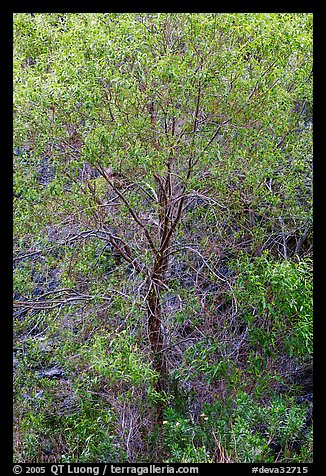 Cottonwood detail. Death Valley National Park (color)