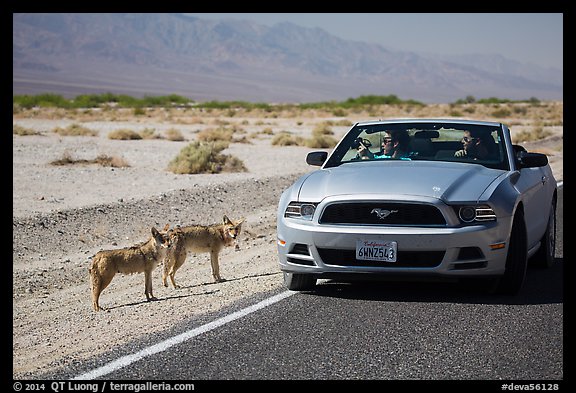 Tourists photograph coyotes from car. Death Valley National Park (color)