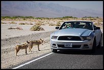 Tourists photograph coyotes from car. Death Valley National Park ( color)