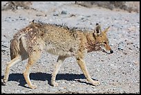 Coyote walking. Death Valley National Park ( color)