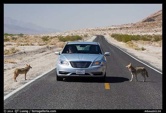 Habituated coyotes standing on road next to car. Death Valley National Park (color)