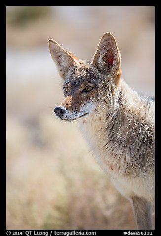 Coyote portrait. Death Valley National Park (color)