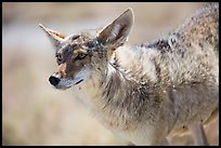 Coyote. Death Valley National Park ( color)