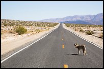 Coyote standing on desert road. Death Valley National Park ( color)