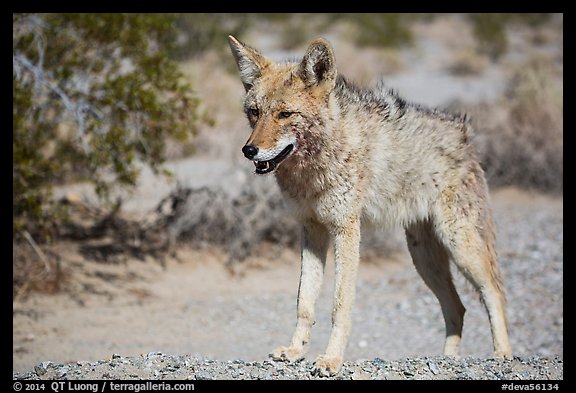 Desert coyote. Death Valley National Park (color)