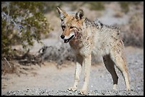 Desert coyote. Death Valley National Park ( color)
