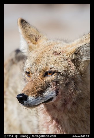 Coyote head. Death Valley National Park (color)