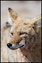 Coyote head. Death Valley National Park ( color)