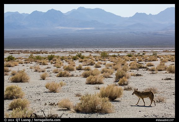 Coyote walking on valley floor. Death Valley National Park (color)