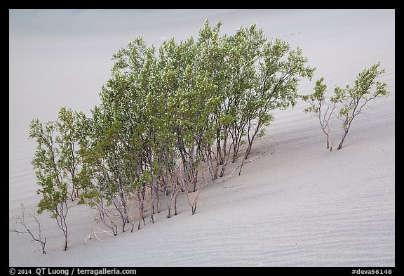Mesquite growing in sand. Death Valley National Park (color)