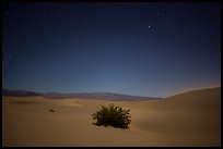 Mesquite bush in sand dunes at night. Death Valley National Park, California, USA.