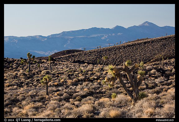 Slopes with Joshua Trees and Panamint Range. Death Valley National Park (color)
