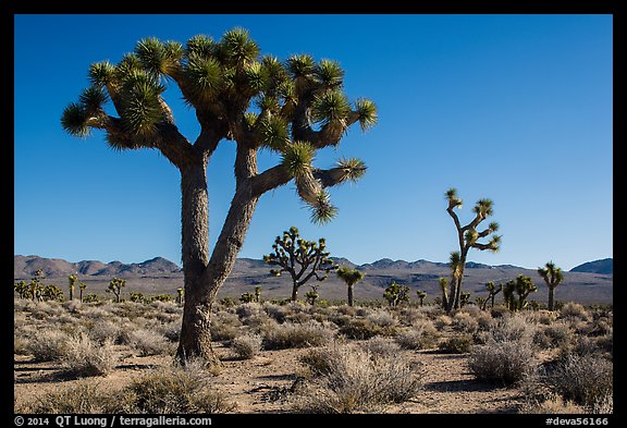 Joshua trees, Lee Flat. Death Valley National Park (color)