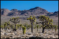 Joshua tree forest, Lee Flat. Death Valley National Park ( color)