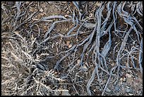 Ground close-up with bush and roots. Death Valley National Park ( color)