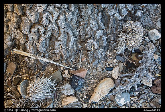 Ground close-up at Joshua tree base. Death Valley National Park (color)