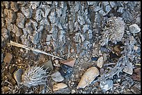 Ground close-up at Joshua tree base. Death Valley National Park ( color)