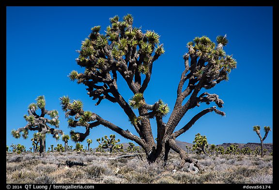 Lee Flat Joshua trees. Death Valley National Park (color)