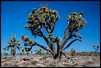 Lee Flat Joshua trees. Death Valley National Park ( color)